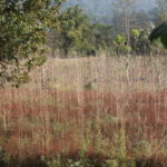 IMG_0268